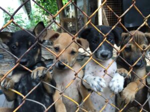 Four puppies ,Litter dogs in imprison in steel cage, Little puppies.